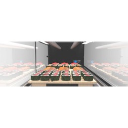 Vetrina refrigerata sushi 6 piano liscio 1320 x 380 x 300